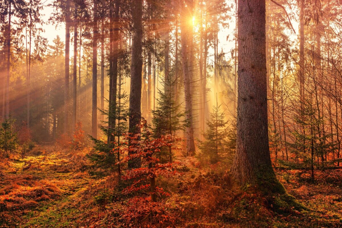 40 Most Important Bible Verses About Trees